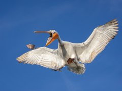 Gordon Mills-Dalmatian Pelican and Fish-First.jpg